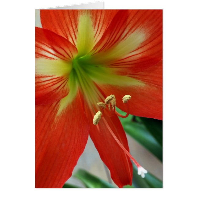 naranja lily (Frente)