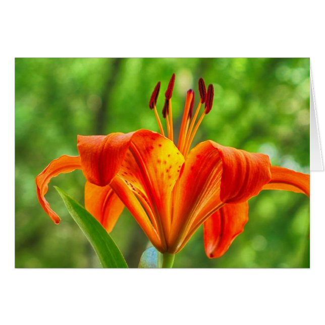 Naranja Lily Flower (Anverso (Horizontal))