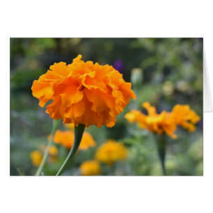 Naranja Marigold Flower Floral Gracias Notas