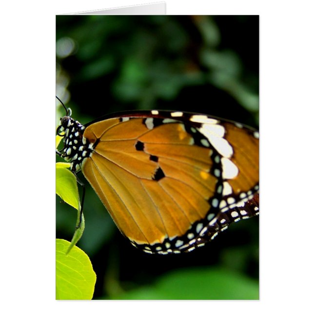 Naranja, mariposa negra y blanca en hojas (Frente)