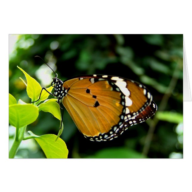 Naranja, mariposa negra y blanca en hojas (Anverso (Horizontal))