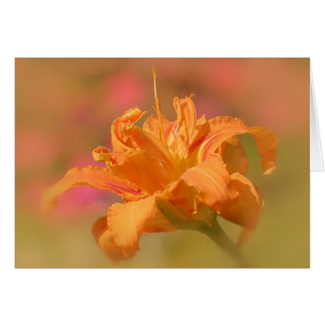 Naranja Marmalade - Daylily (Anverso (Horizontal))