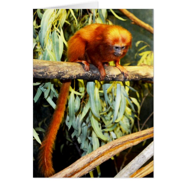 Naranja_Marmoset,_Greeting_Card. (Frente)