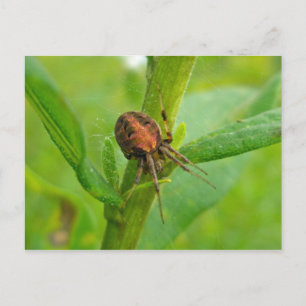 Naranja marrón Araneus (?) Araña postal