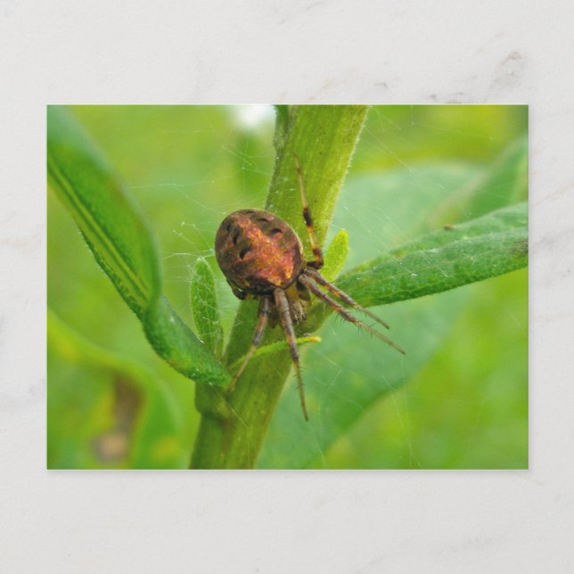 Naranja marrón Araneus (?) Araña postal (Anverso)