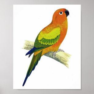 Naranja Parrot Nº 10 Impresión de aves antiguas