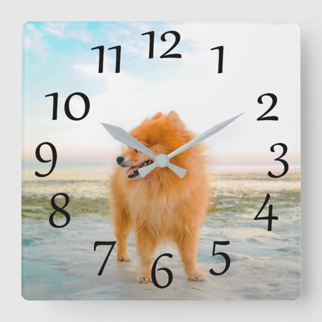 Naranja Pomeranian sobre el reloj de pared de la p (Anverso)