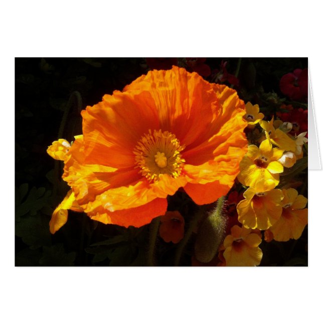 Naranja Poppy (Anverso (Horizontal))