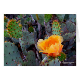 Naranja Pricky Pear Cactus Flor Flor