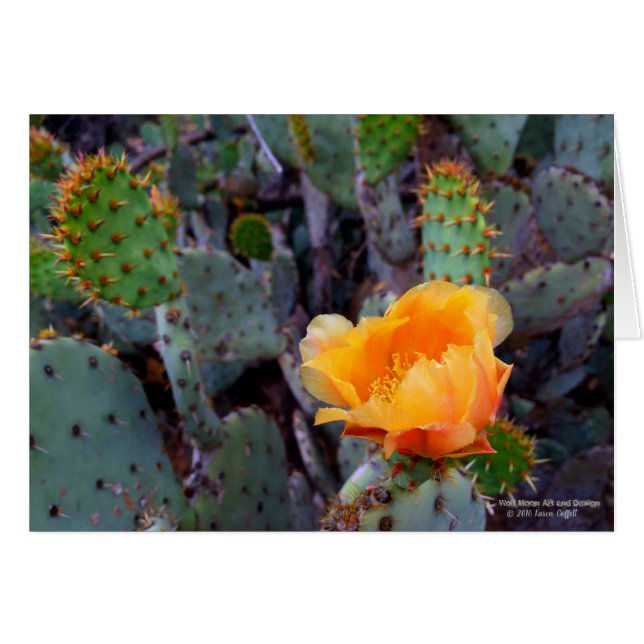 Naranja Pricky Pear Cactus Flor Flor (Anverso (Horizontal))