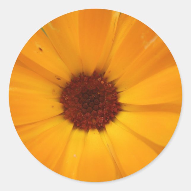 Naranja Rain Daisy Pegatinas (Anverso)