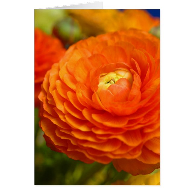 naranja ranunculus (Frente)