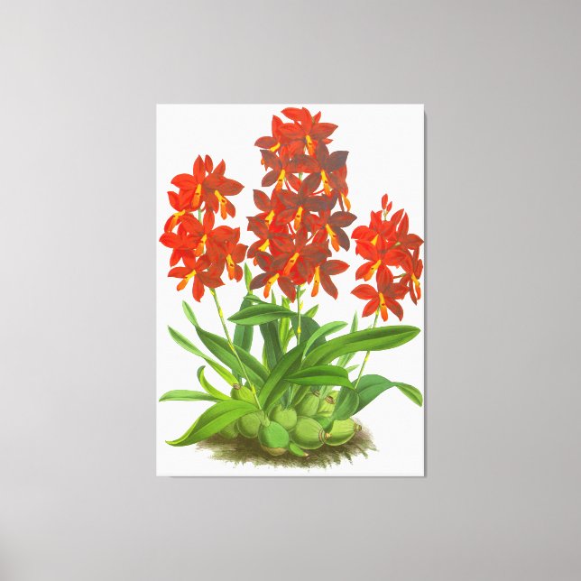 Naranja Red Orchid Flower_GA - Imprimir lienzo (Anverso)