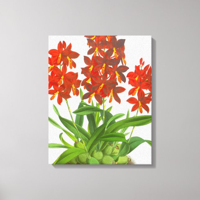 Naranja Red Orchid Flower_GA - Imprimir lienzo (Anverso)