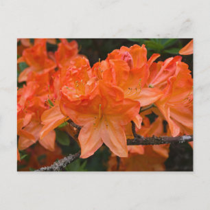 Naranja Rhododendron flores postal
