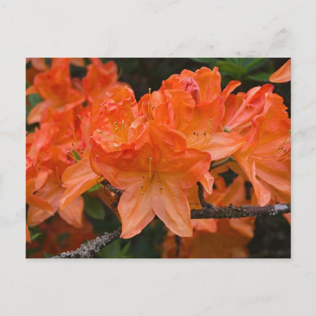 Naranja Rhododendron flores postal (Anverso)