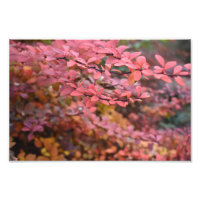 Naranja Rojo Foliage otoño deja foto de la natural