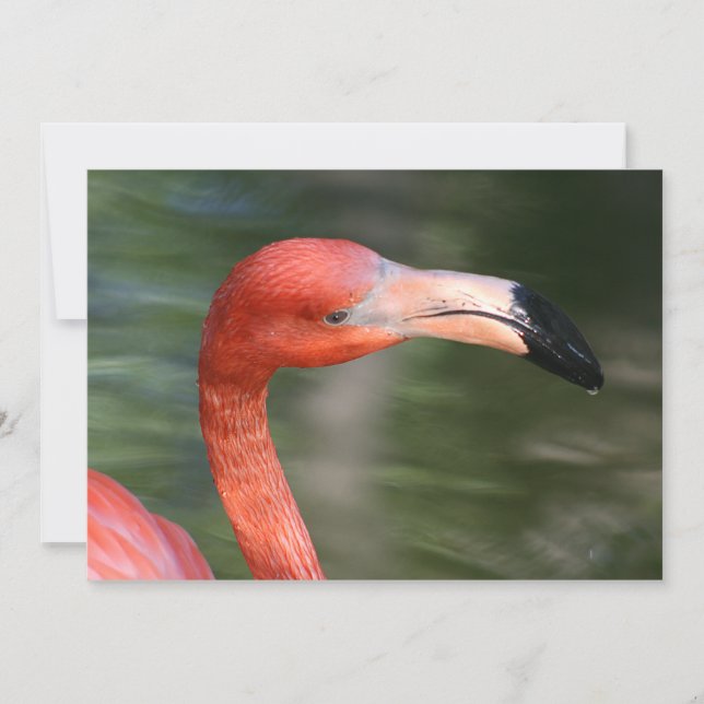 Naranja Rosa Flamingo Head (Anverso)
