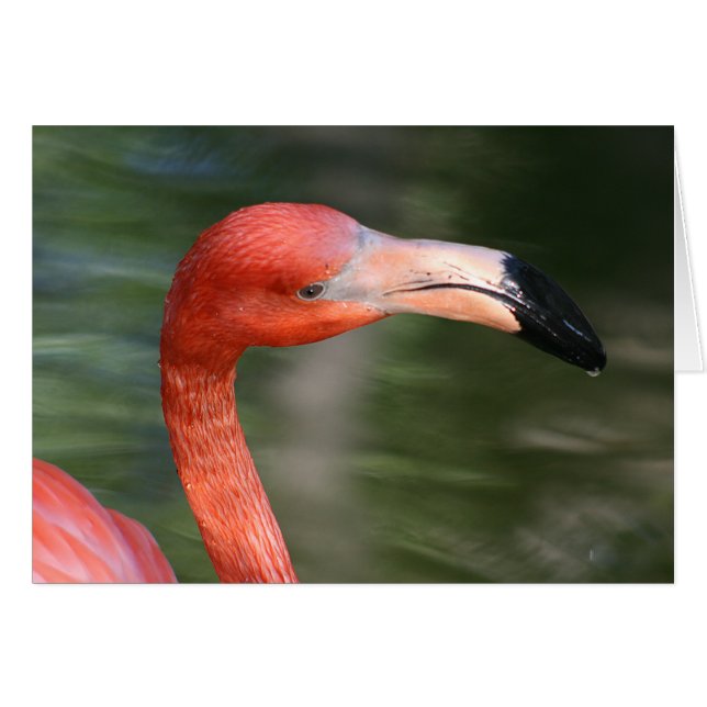 Naranja Rosa Flamingo Head (Anverso (Horizontal))