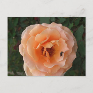 Naranja Rosa postal