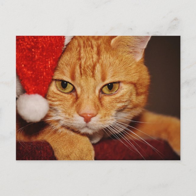 Naranja Santa Kitty: Feliz Navidad al gato (Anverso)