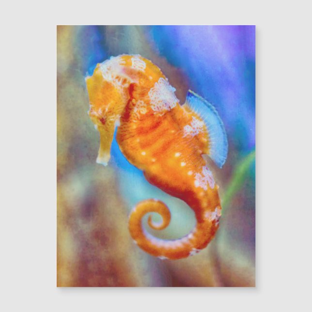 Naranja Seahorse deleite (Anverso)