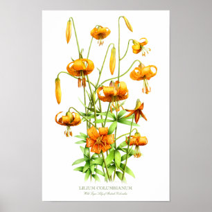 Naranja silvestre Tiger Lilies Impresión de arte b