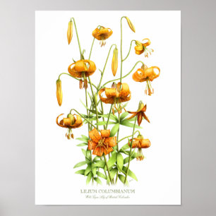 Naranja silvestre Tiger Lilies Impresión de arte o