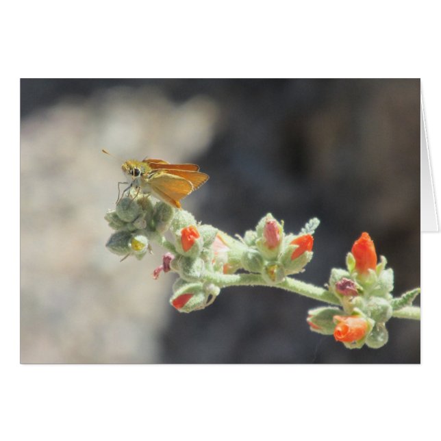Naranja Skipperling Butterfly (Anverso (Horizontal))