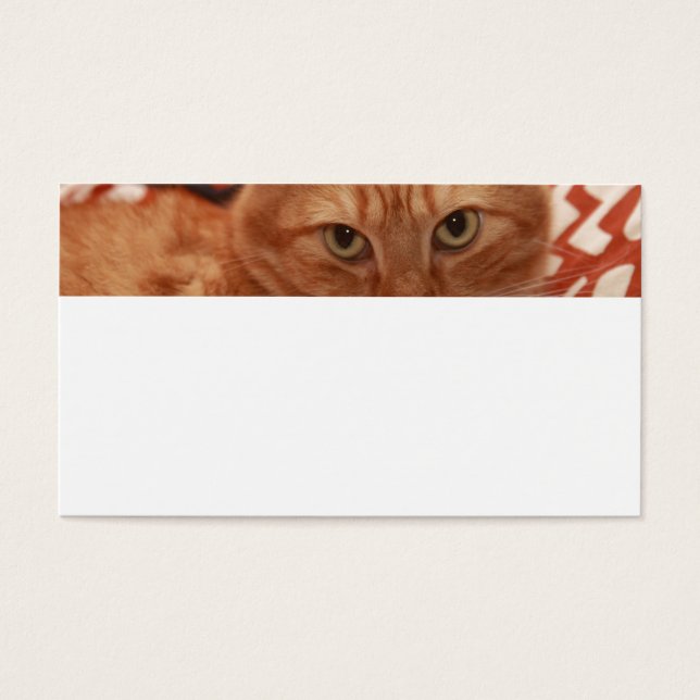 Naranja Tabby (Frente)