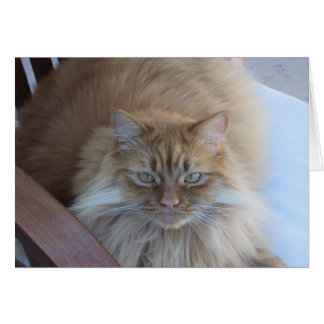 Naranja Tabby