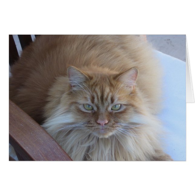 Naranja Tabby (Anverso (Horizontal))