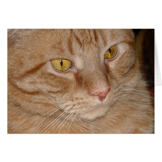 Naranja Tabby Cat (Anverso (Horizontal))