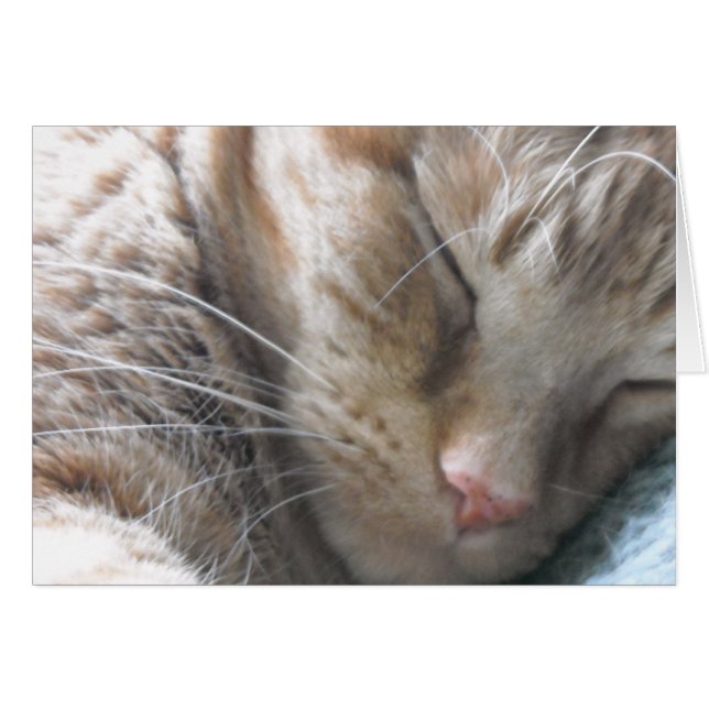 Naranja Tabby Cat (Anverso (Horizontal))