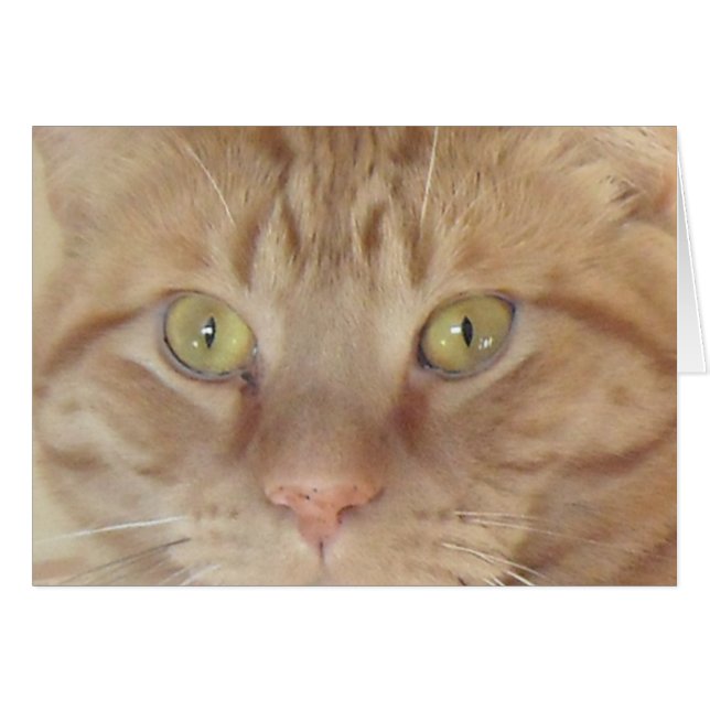 Naranja Tabby Cat (Anverso (Horizontal))