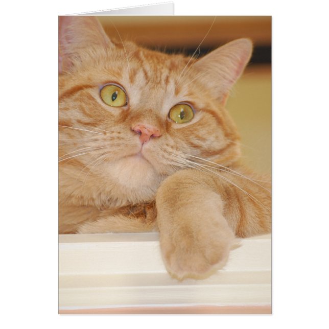 Naranja Tabby Cat (Frente)