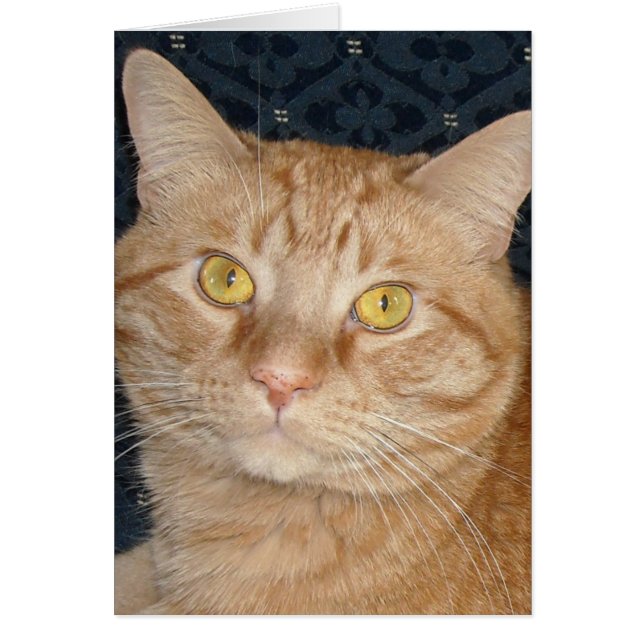 Naranja Tabby Cat (Frente)