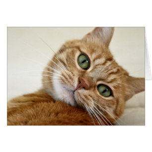 Naranja Tabby Cat con ojos verdes