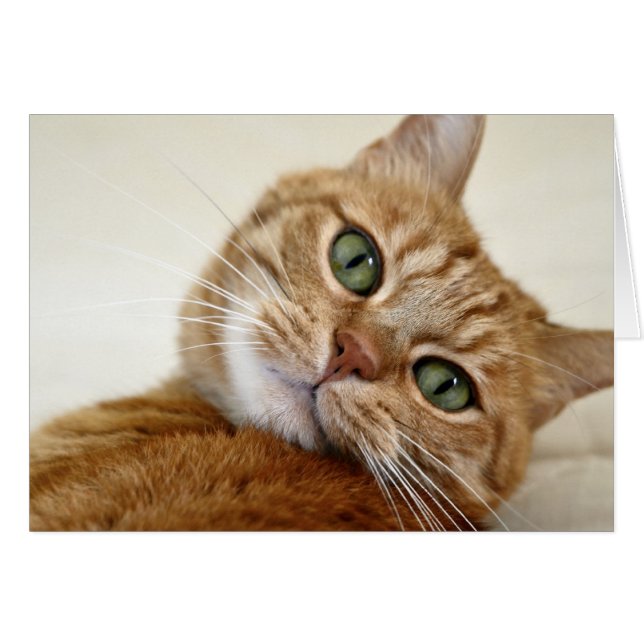 Naranja Tabby Cat con ojos verdes (Anverso (Horizontal))