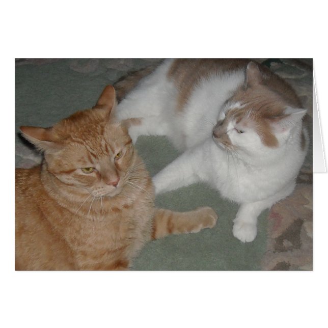 Naranja Tabby Cats (Anverso (Horizontal))