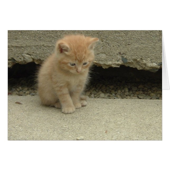 Naranja Tabby Kitten (Anverso (Horizontal))