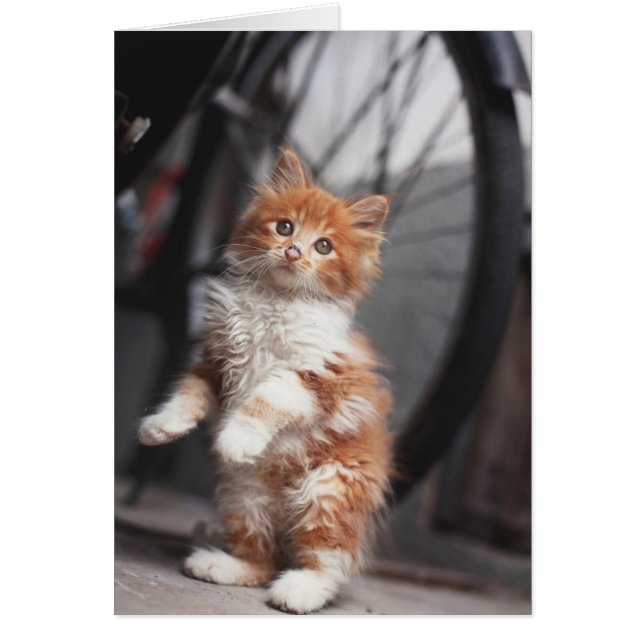 Naranja Tabby Kitten (Frente)