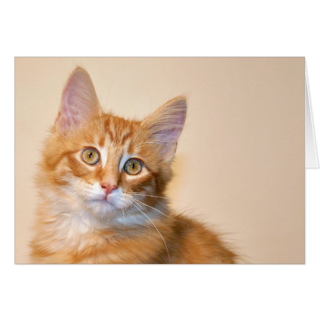 Naranja tabby kitten (Anverso (Horizontal))
