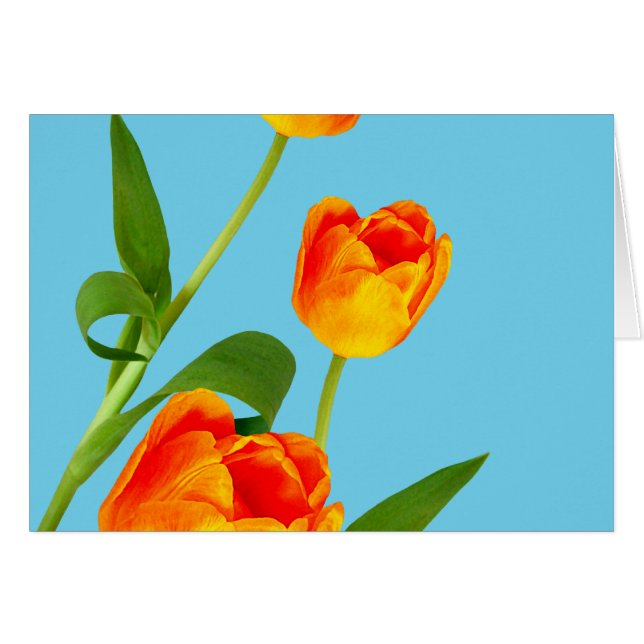 Naranja Tulip (Anverso (Horizontal))