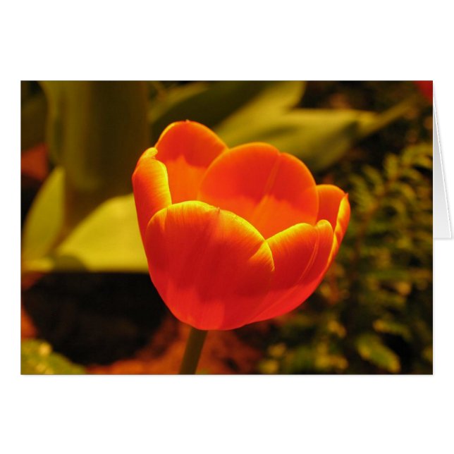 Naranja Tulip (Anverso (Horizontal))