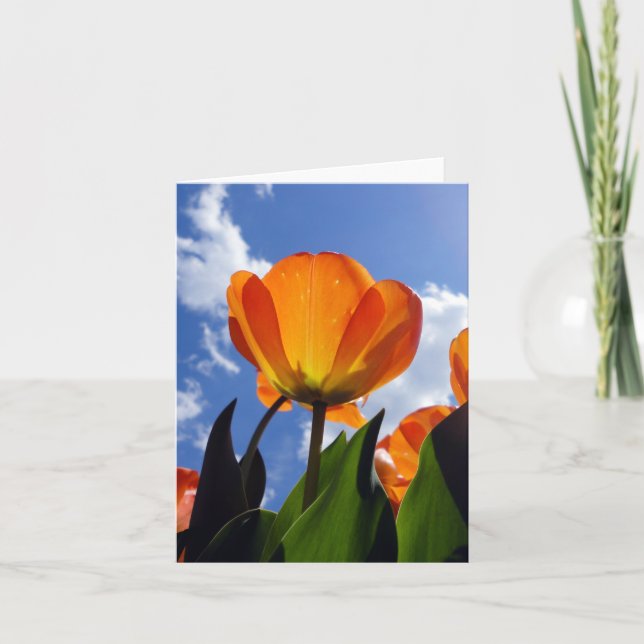 Naranja Tulip, cielo azul (Anverso)