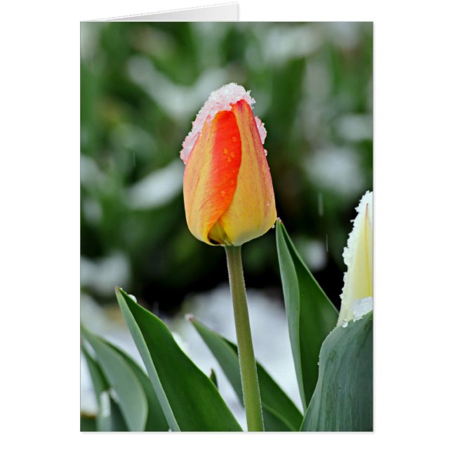 Naranja Tulip con nieve (Frente)