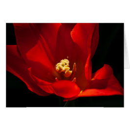 Naranja Tulip Synaeda