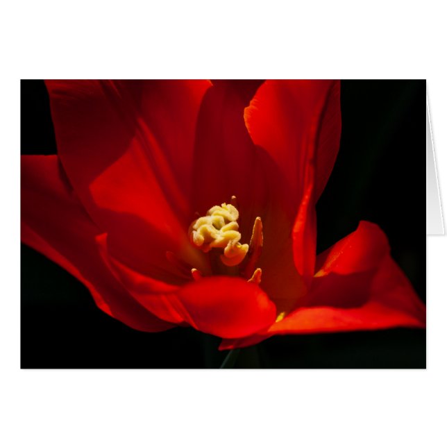 Naranja Tulip Synaeda (Anverso (Horizontal))