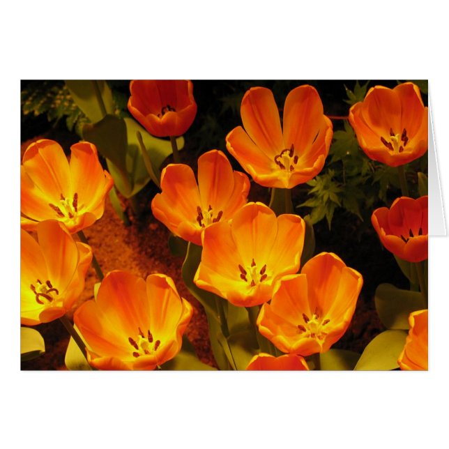 Naranja Tulips (Anverso (Horizontal))